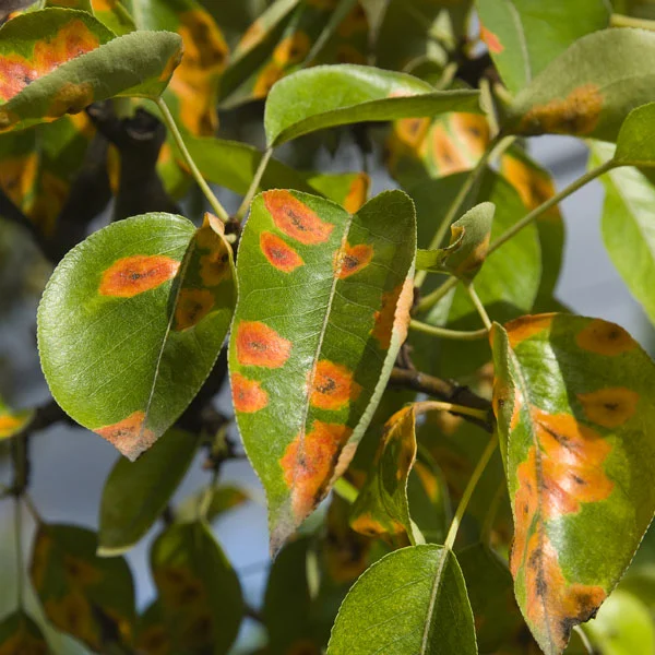 Houseplant Disease, Leaf Rust