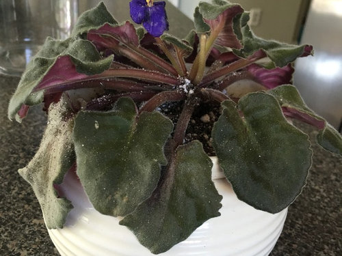 Houseplant Disease, Crown and stem rot