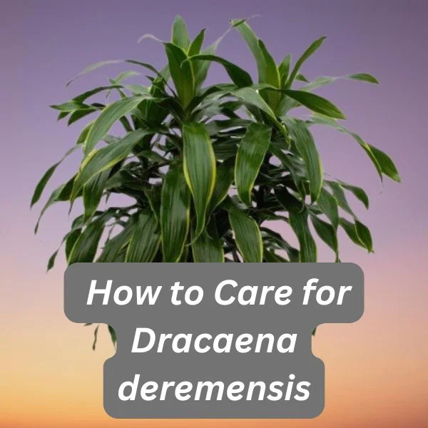 Dracaena deremensis