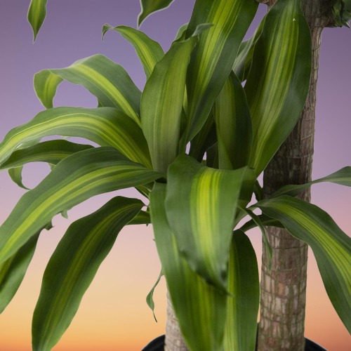 Corn Palm, Dracaena fragrans