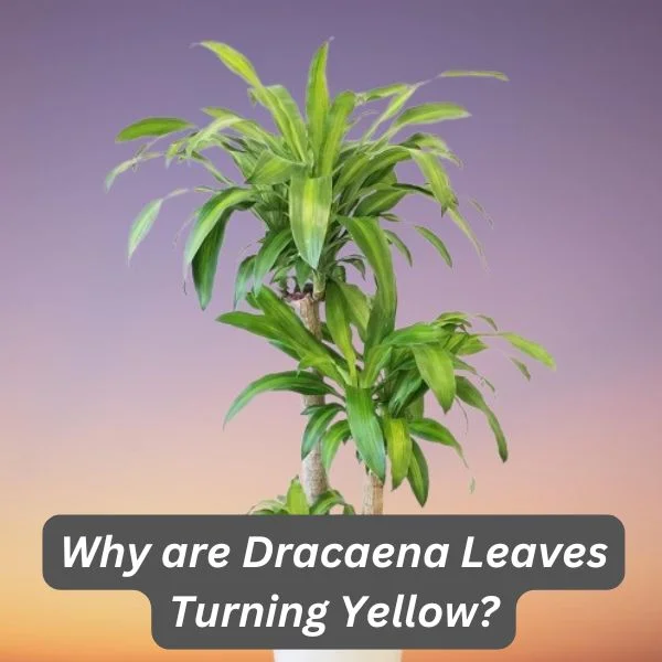 Dracaena fragrans