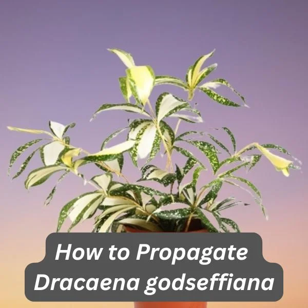 Gold Dust Dracaeana, Dracaena godseffiana