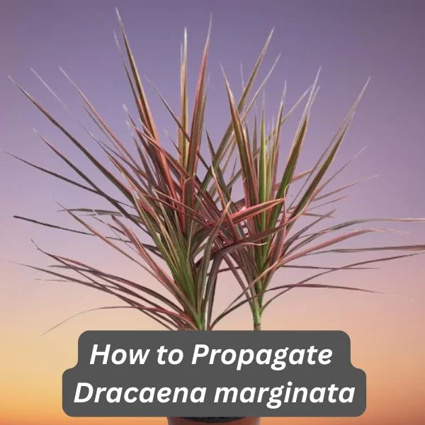 Dracaena marginata