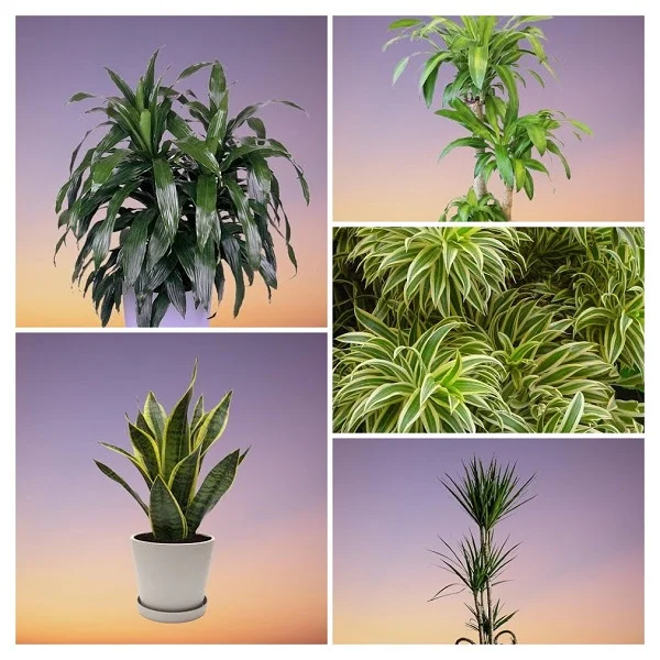 Dracaena Plants Collage