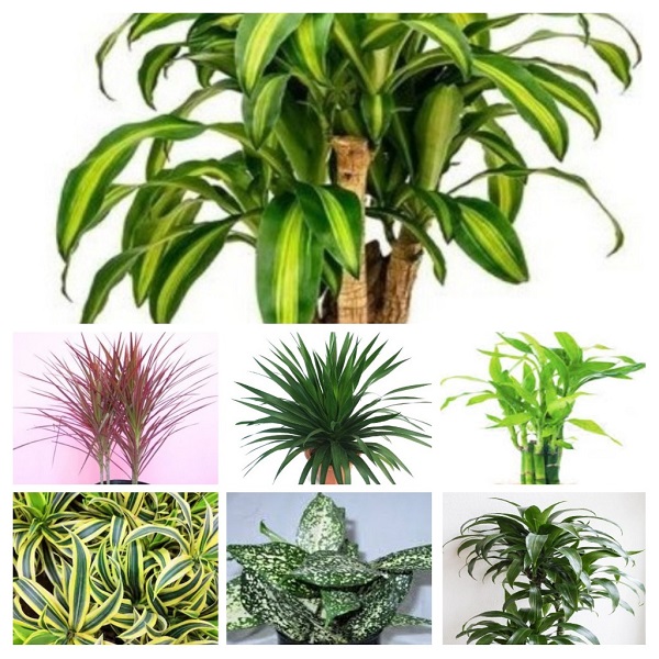 Dracaeana Plants collage