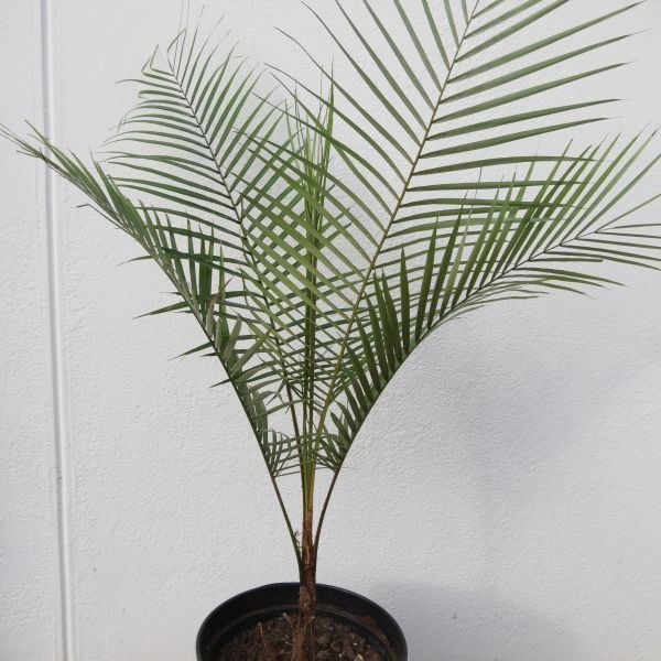 Houseplant, Dwarf Coconut Palm