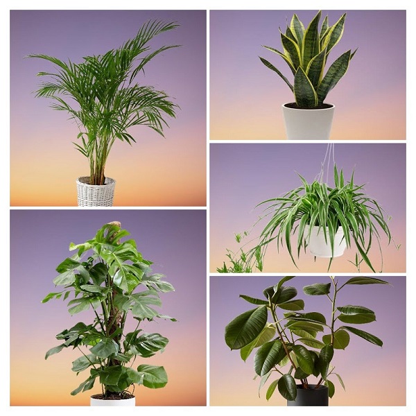 Easy Houseplants collage