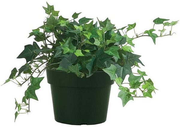 Houseplant, English Ivy, Hedera helix