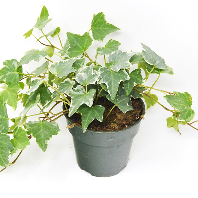 English Ivy Care, Hedera helix Care