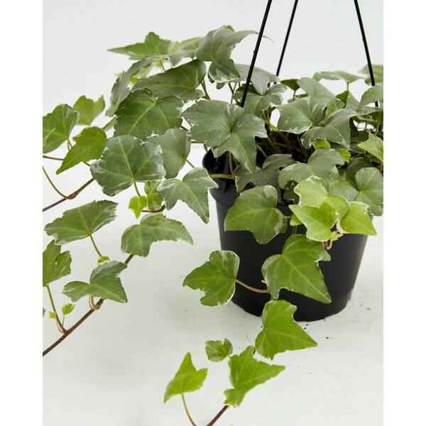 English Ivy Care, Hedera helix Care