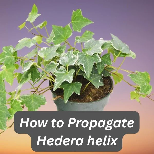 English Ivy, Hedera helix