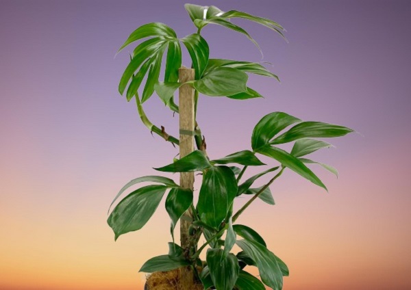Dragon Tail Plant, Epipremnum pinnatum