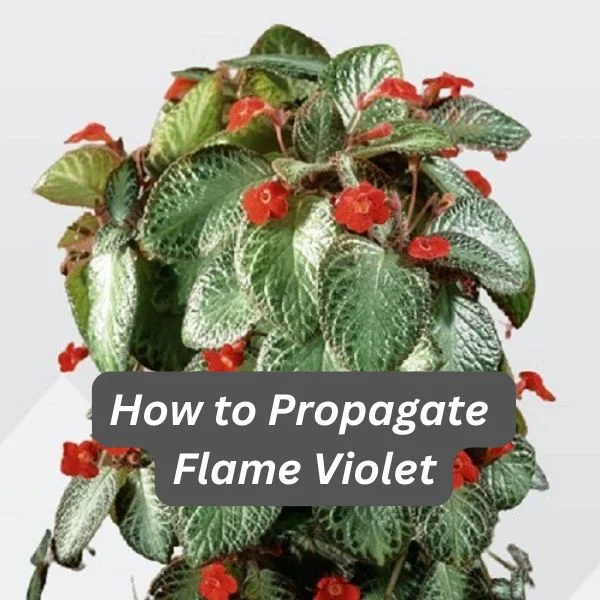 Flame Violet Plant, Violet Flame Plant, Episcia cupreata