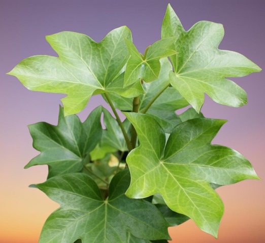 Houseplant, Tree Ivy