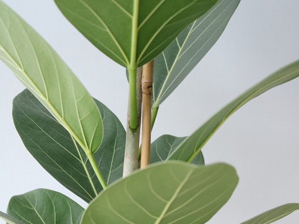 Ficus Audrey, Ficus benghalensis 'Audrey'