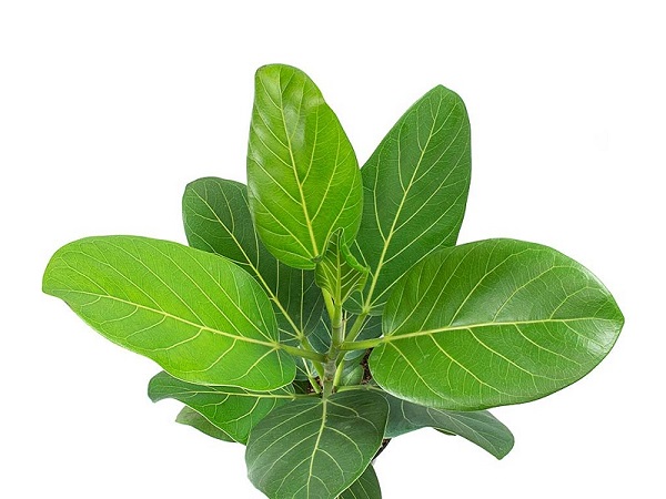 Ficus Audrey, Ficus benghalensis 'Audrey'