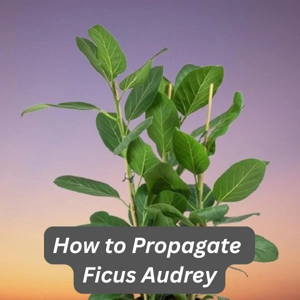Ficus Audrey, Ficus benghalensis 'Audrey'