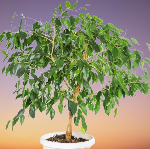Houseplant, Weeping Fig, Ficus benjamina