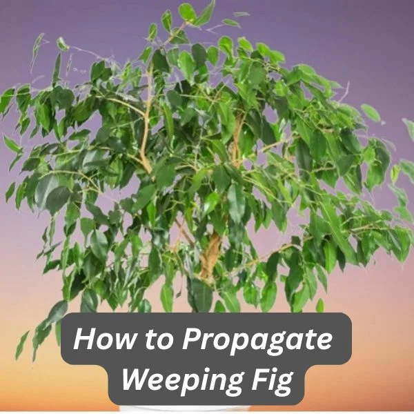 Weeping Fig, Ficus benjamina