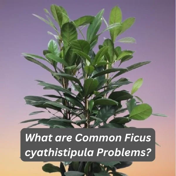 African Fig Tree, Birchbark Fig, Ficus cyathistipula
