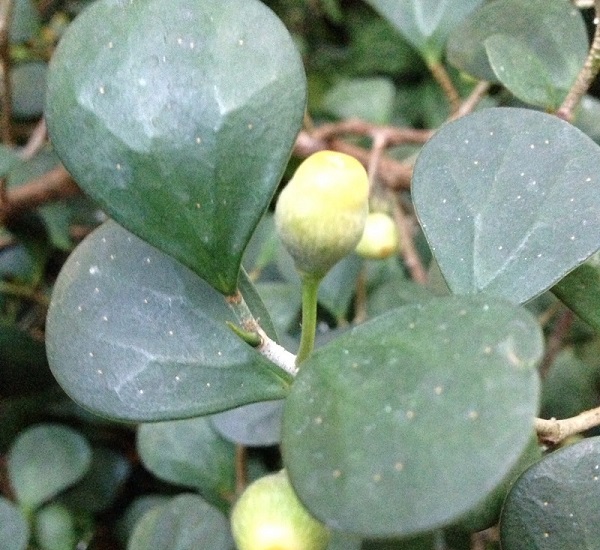 Mistletoe Fig, Ficus deltoidea