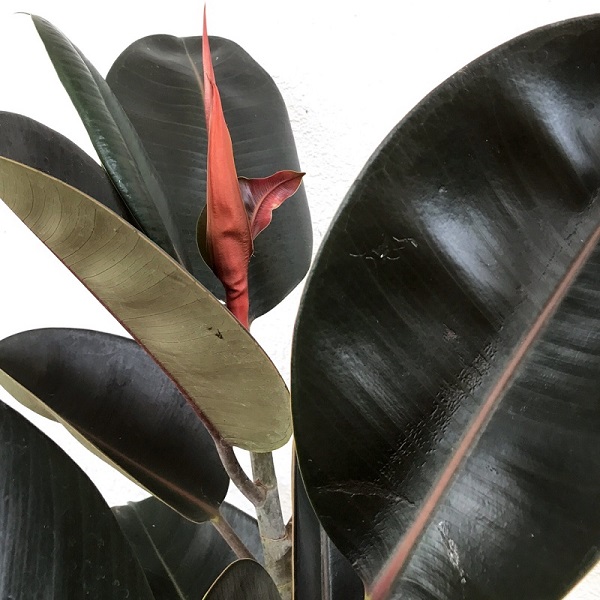 Ficus elastica 'Black Prince'