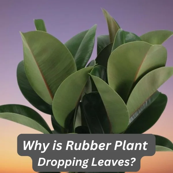Rubber Plant, Ficus elastica