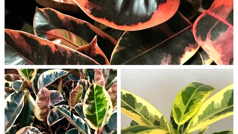 Rubber Plants Collage, Ficus elastica Collage