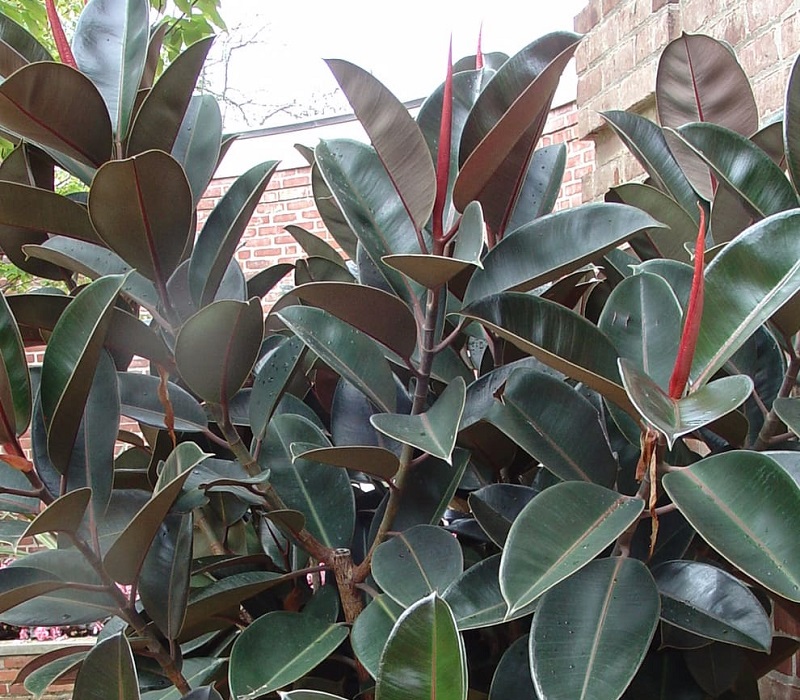 Rubber Plant, Ficus elastica