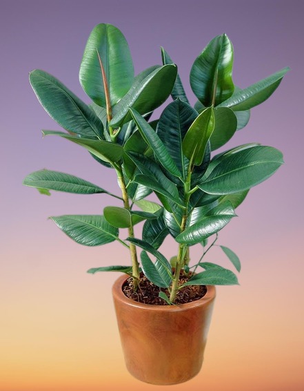 Rubber Plant, Ficus elastica