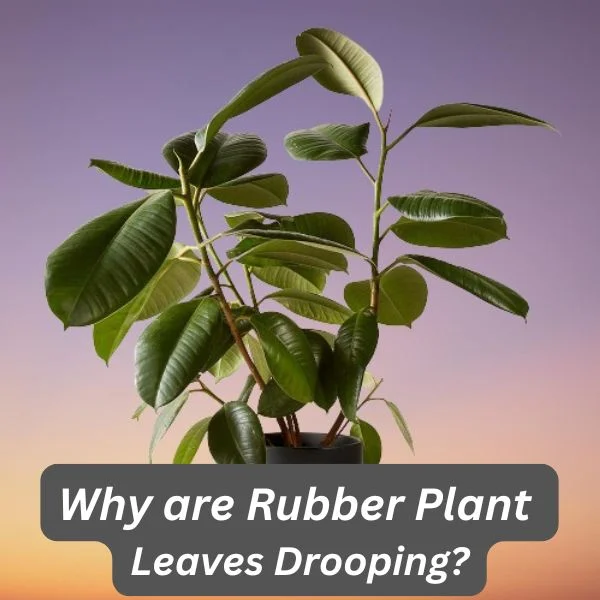 Rubber Plant, Ficus elastica