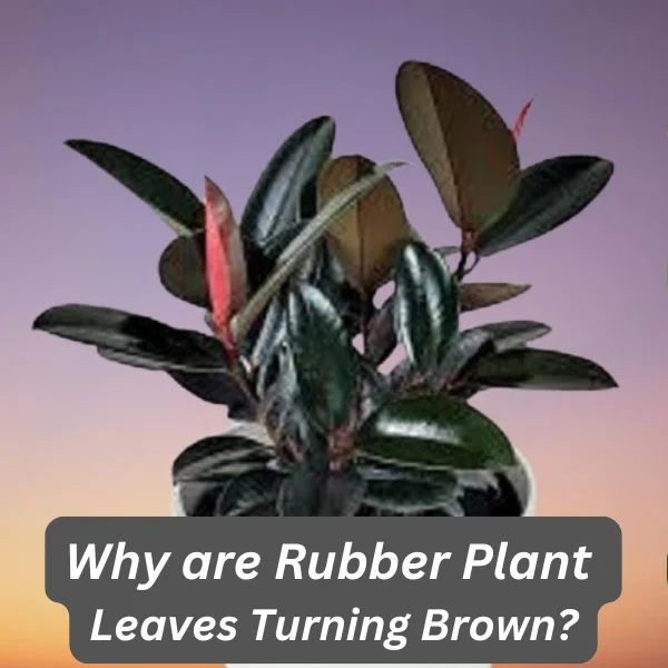 Rubber Plant, Ficus elastica