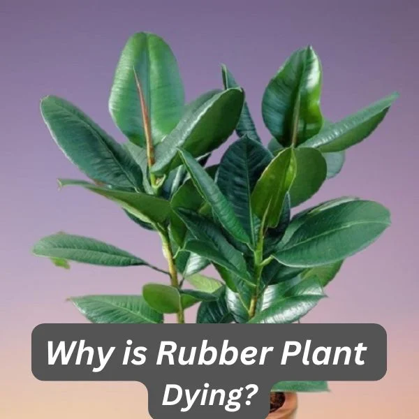 Rubber Plant, Ficus elastica