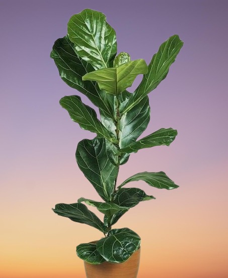 Houseplant, Fiddle Leaf Fig, Ficus lyrata