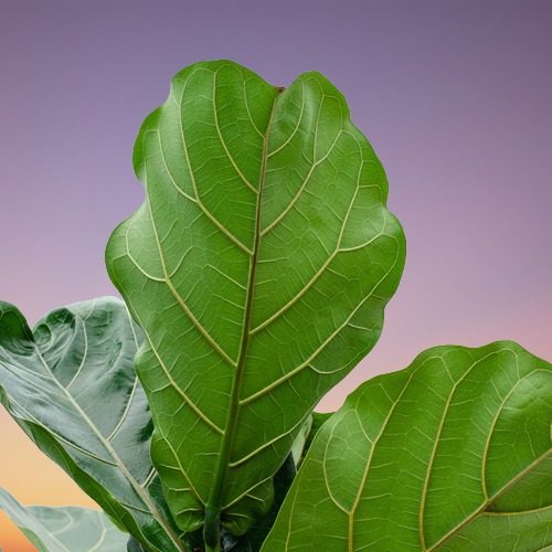 Fiddle Leaf Fig care, Ficus lyrata care