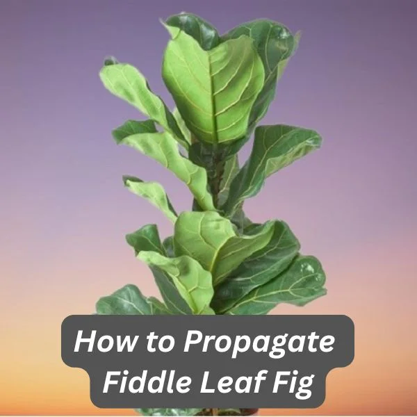 Fiddle Leaf Fig, Ficus lyrata