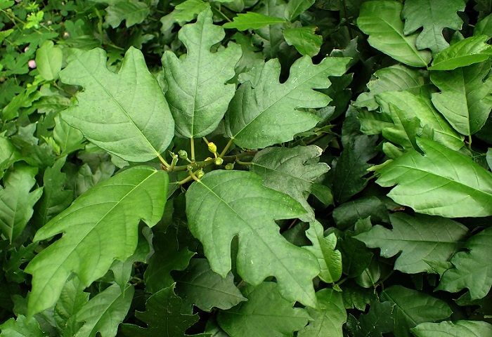 Oak Leaf Fig, Ficus montana