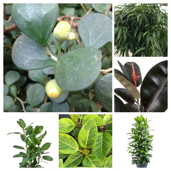 Ficus Plants collage