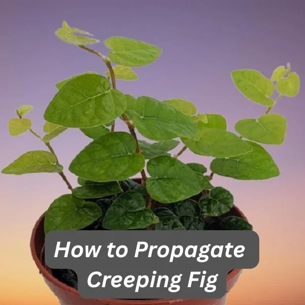 Creeping Fig, Ficus pumila