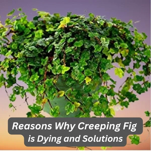 Creeping Fig, Ficus pumila