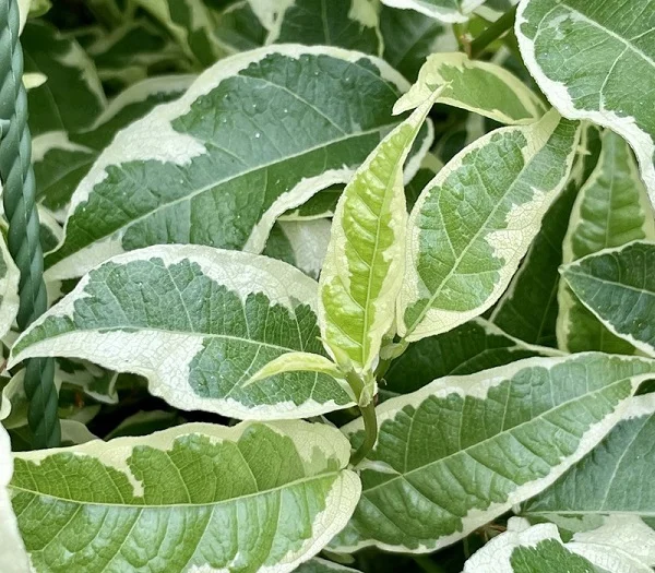 Variegated Rooting Fig, Ficus radicans 'Variegata'