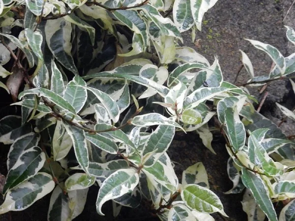 Variegated Rooting Fig, Ficus radicans 'Variegata'