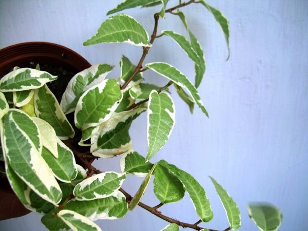 Variegated Rooting Fig, Ficus radicans 'Variegata'