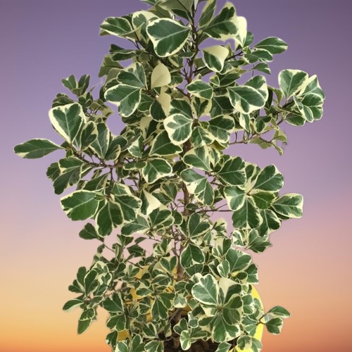 Variegated Triangle Leaf Fig, Ficus triangularis 'Variegata'