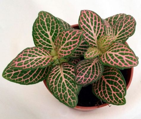 Houseplant, Nerve plant