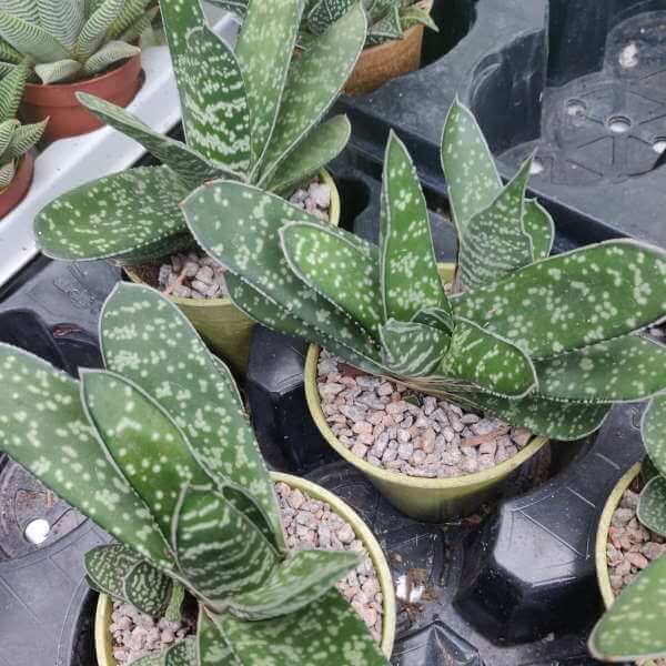 Houseplant, Gasteria brachyphylla