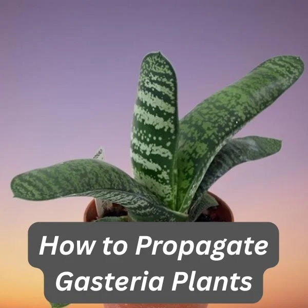 Gasteria disticha