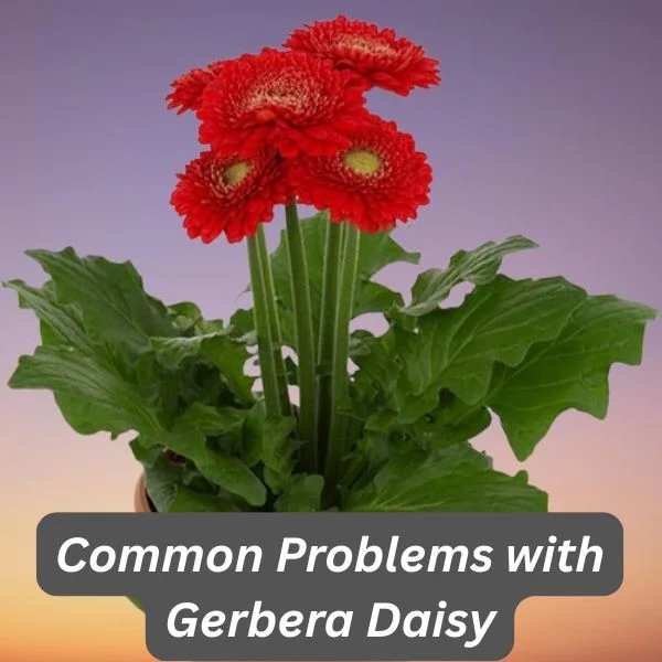Gerbera Daisy Plant