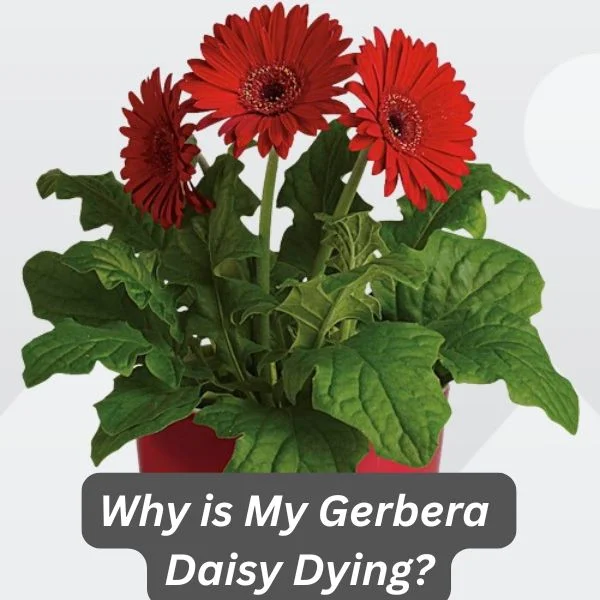 Gerbera Daisy, Transvaal Daisy, Gerbera jamesonii