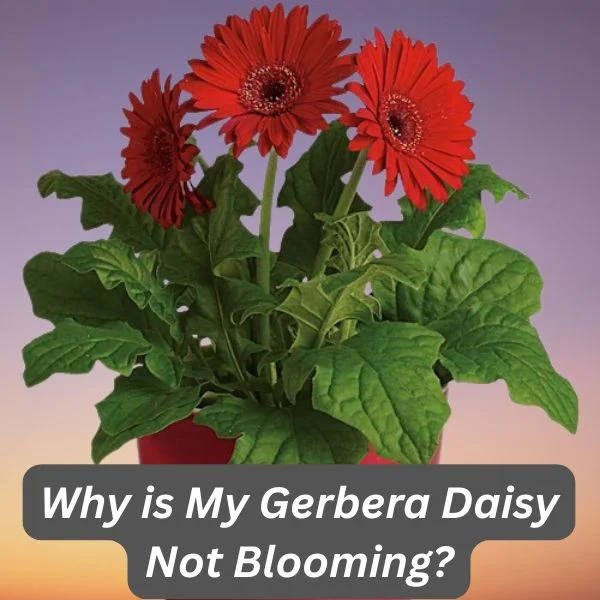 Gerbera Daisy, Gerbera jamesonii
